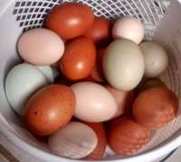 Happy-hens-eggs